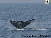 Mahesh and Bonnie Chavda