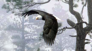 eagle