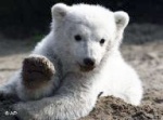 Knut the polar bear