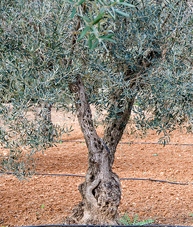 olive tree