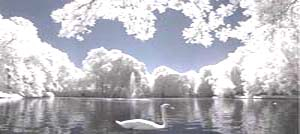 Swan