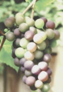 grapes